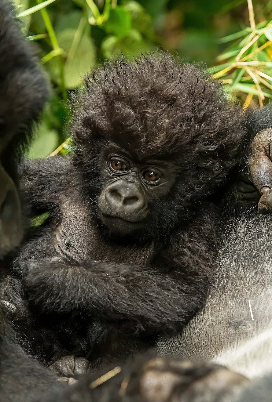 Un petit gorille aux cheveux bouclés partage un moment attendrissant avec une photographe