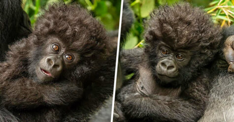 Un petit gorille aux cheveux bouclés partage un moment attendrissant avec une photographe
