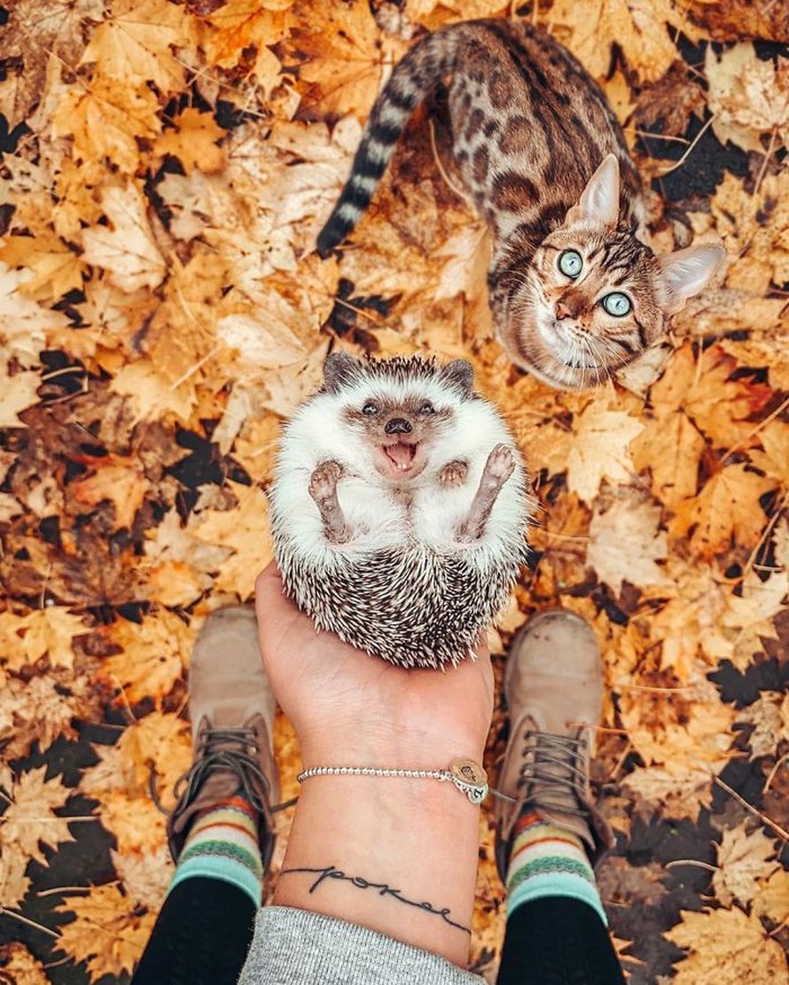 https://www.ipnoze.com/wordpress/wp-content/uploads/2020/04/herisson-chat-bengal-amis-mr-pokee-004.jpg