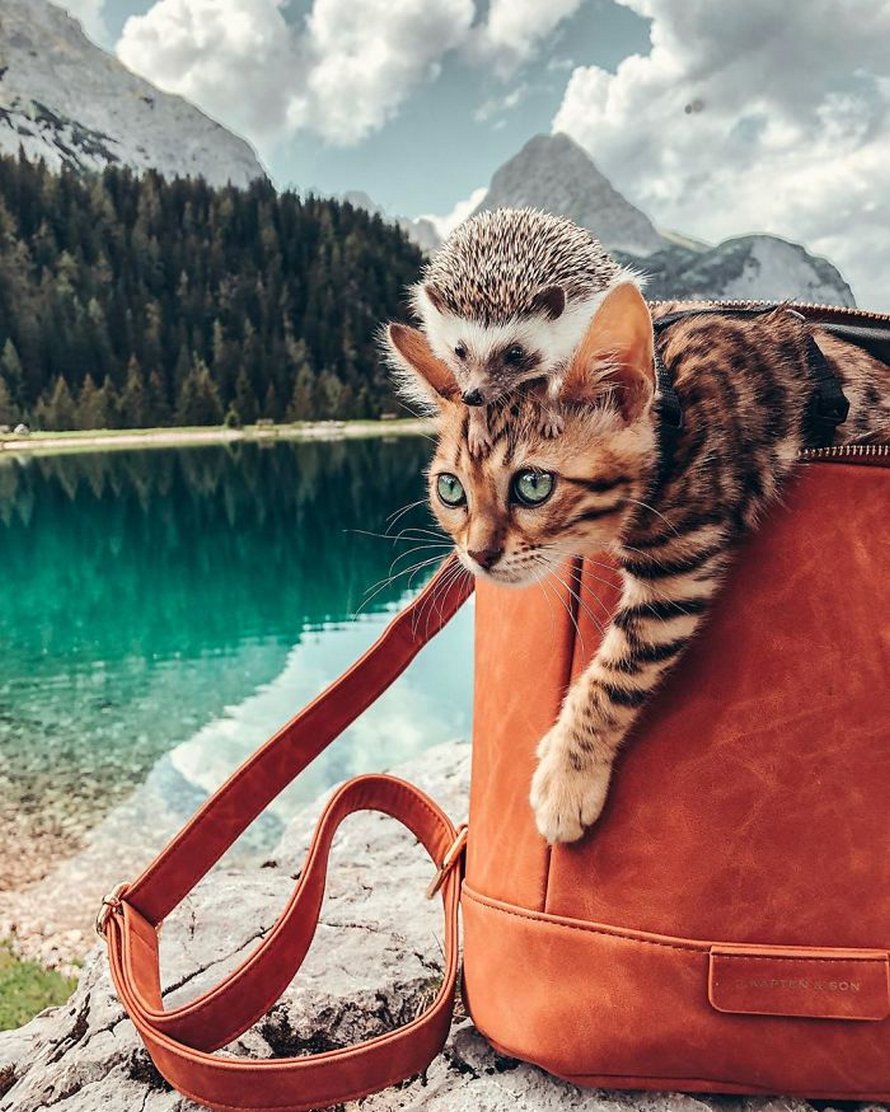 https://www.ipnoze.com/wordpress/wp-content/uploads/2020/04/herisson-chat-bengal-amis-mr-pokee-006.jpg