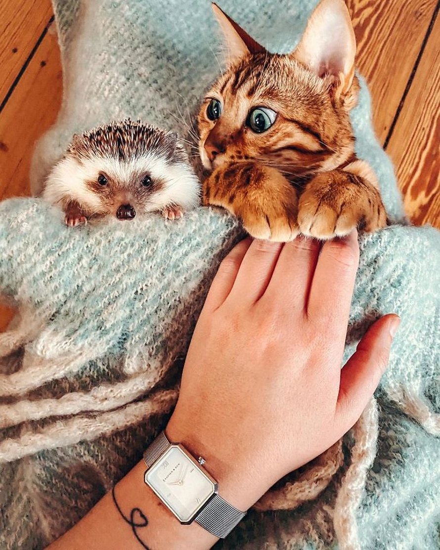 https://www.ipnoze.com/wordpress/wp-content/uploads/2020/04/herisson-chat-bengal-amis-mr-pokee-008.jpg