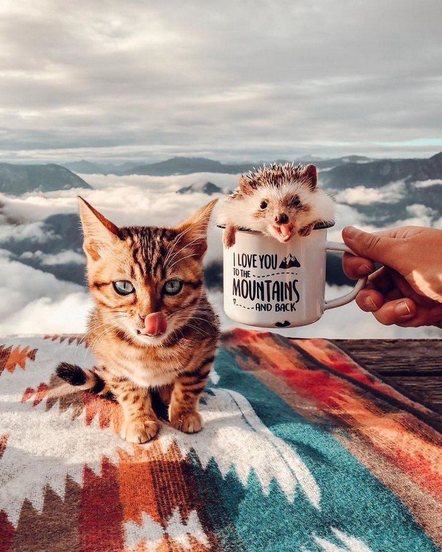 https://www.ipnoze.com/wordpress/wp-content/uploads/2020/04/herisson-chat-bengal-amis-mr-pokee-010.jpg