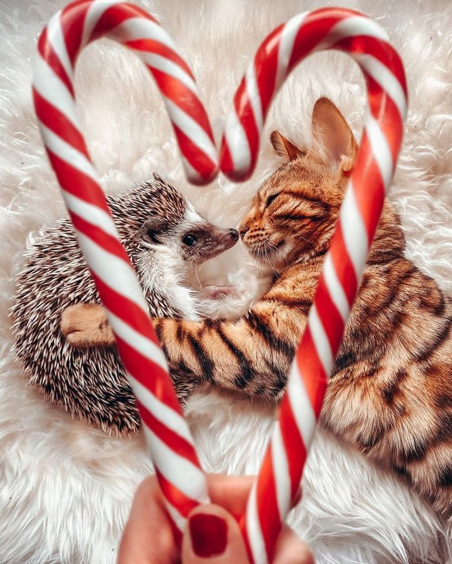 https://www.ipnoze.com/wordpress/wp-content/uploads/2020/04/herisson-chat-bengal-amis-mr-pokee-011.jpg