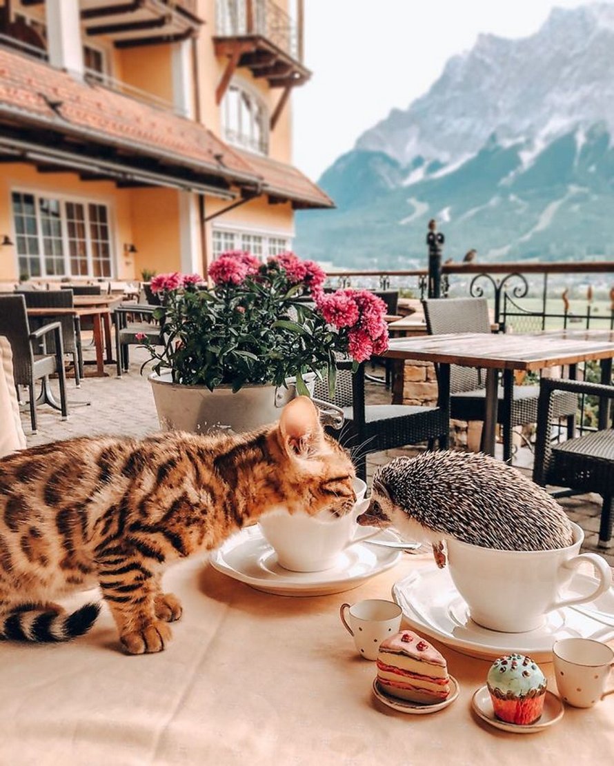 https://www.ipnoze.com/wordpress/wp-content/uploads/2020/04/herisson-chat-bengal-amis-mr-pokee-013.jpg