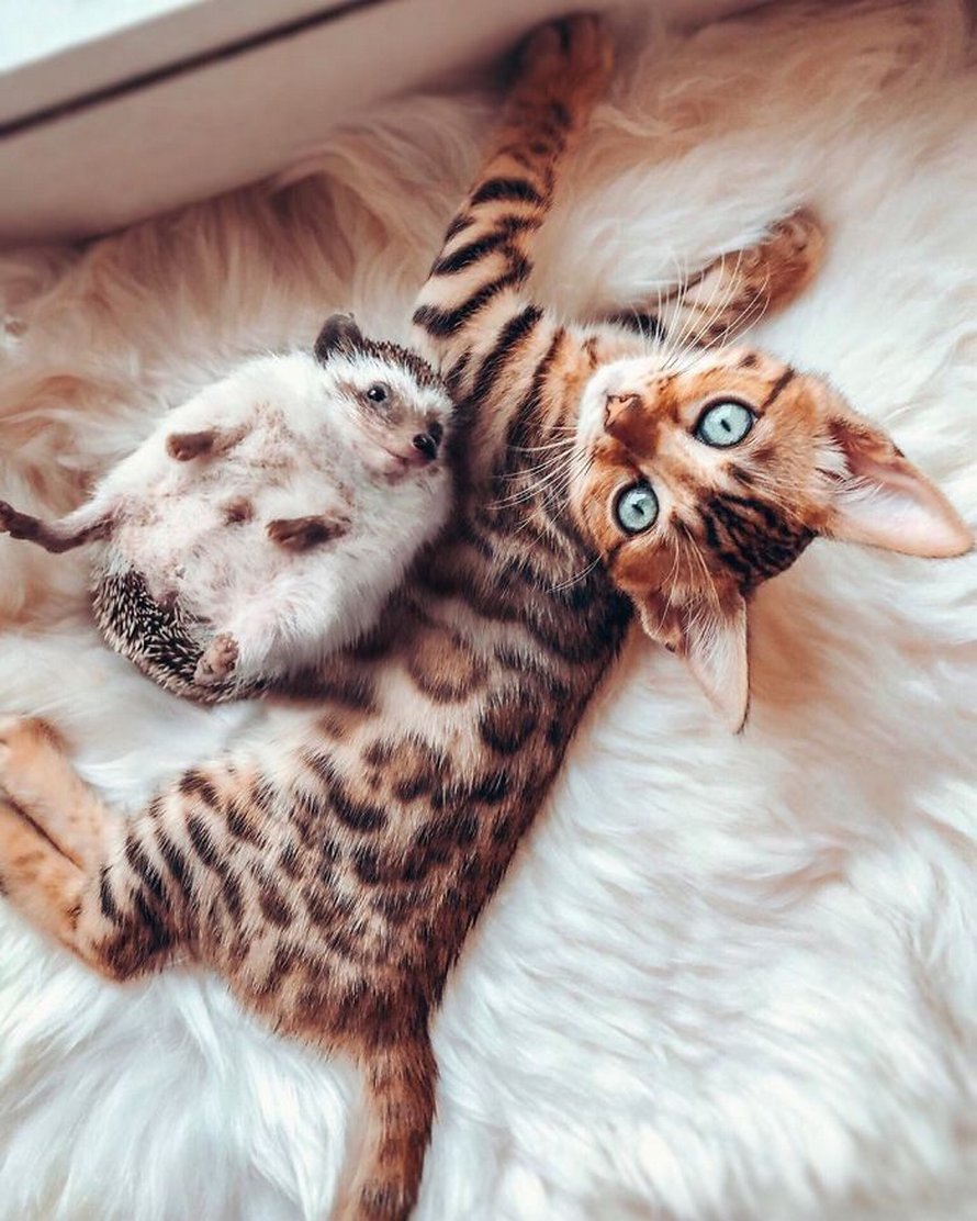 https://www.ipnoze.com/wordpress/wp-content/uploads/2020/04/herisson-chat-bengal-amis-mr-pokee-014.jpg