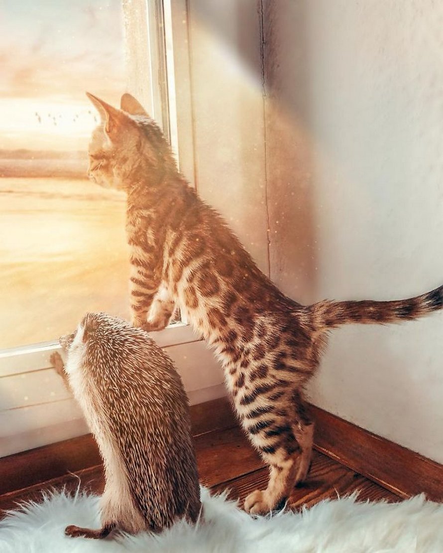 https://www.ipnoze.com/wordpress/wp-content/uploads/2020/04/herisson-chat-bengal-amis-mr-pokee-016.jpg