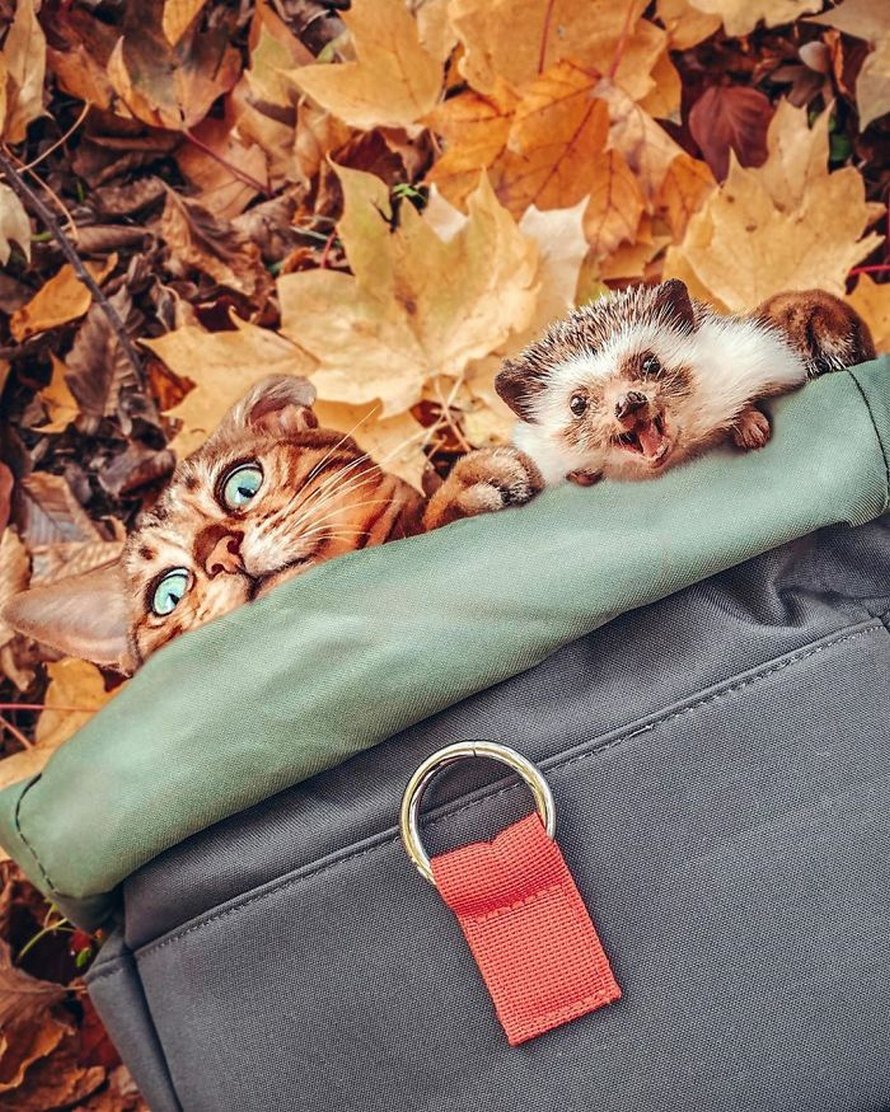 https://www.ipnoze.com/wordpress/wp-content/uploads/2020/04/herisson-chat-bengal-amis-mr-pokee-018.jpg