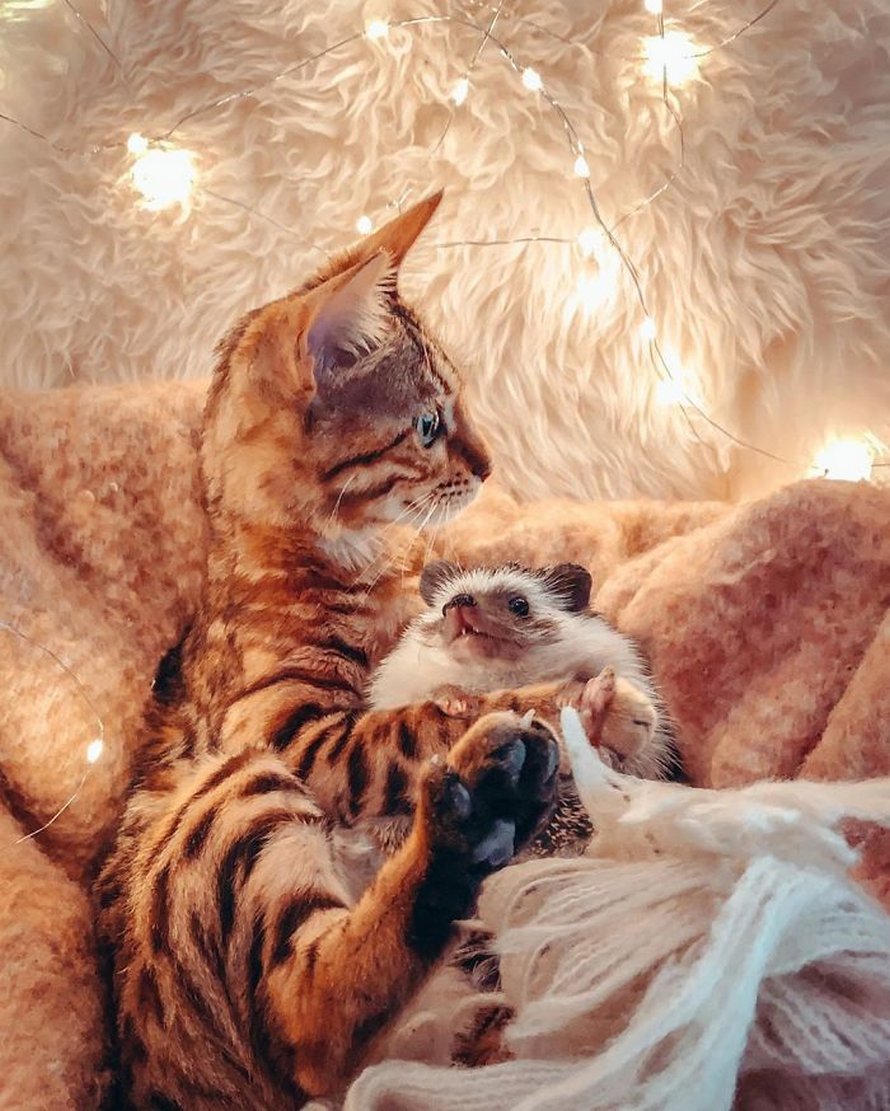 https://www.ipnoze.com/wordpress/wp-content/uploads/2020/04/herisson-chat-bengal-amis-mr-pokee-020.jpg