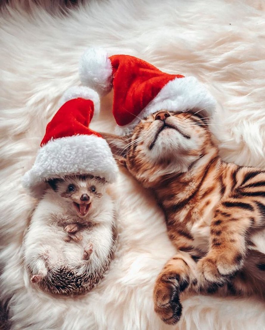 https://www.ipnoze.com/wordpress/wp-content/uploads/2020/04/herisson-chat-bengal-amis-mr-pokee-021.jpg