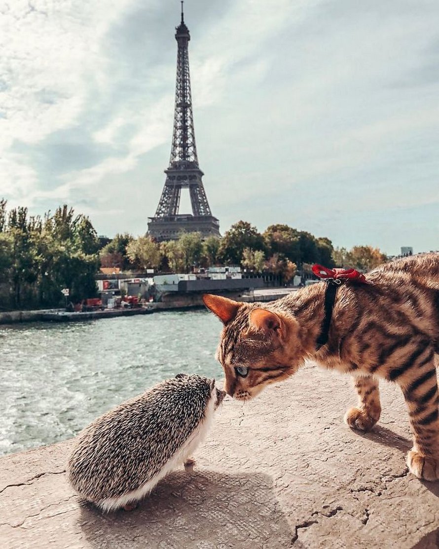 https://www.ipnoze.com/wordpress/wp-content/uploads/2020/04/herisson-chat-bengal-amis-mr-pokee-023.jpg