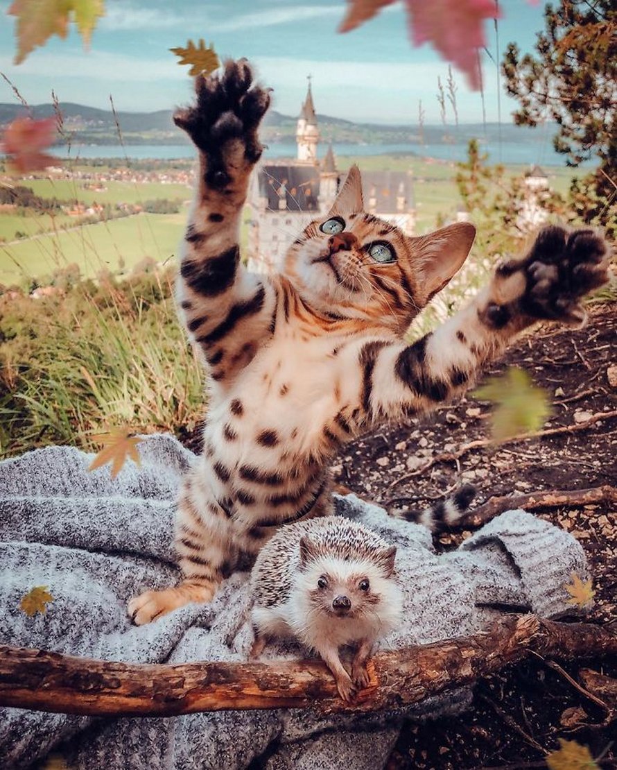 https://www.ipnoze.com/wordpress/wp-content/uploads/2020/04/herisson-chat-bengal-amis-mr-pokee-024.jpg