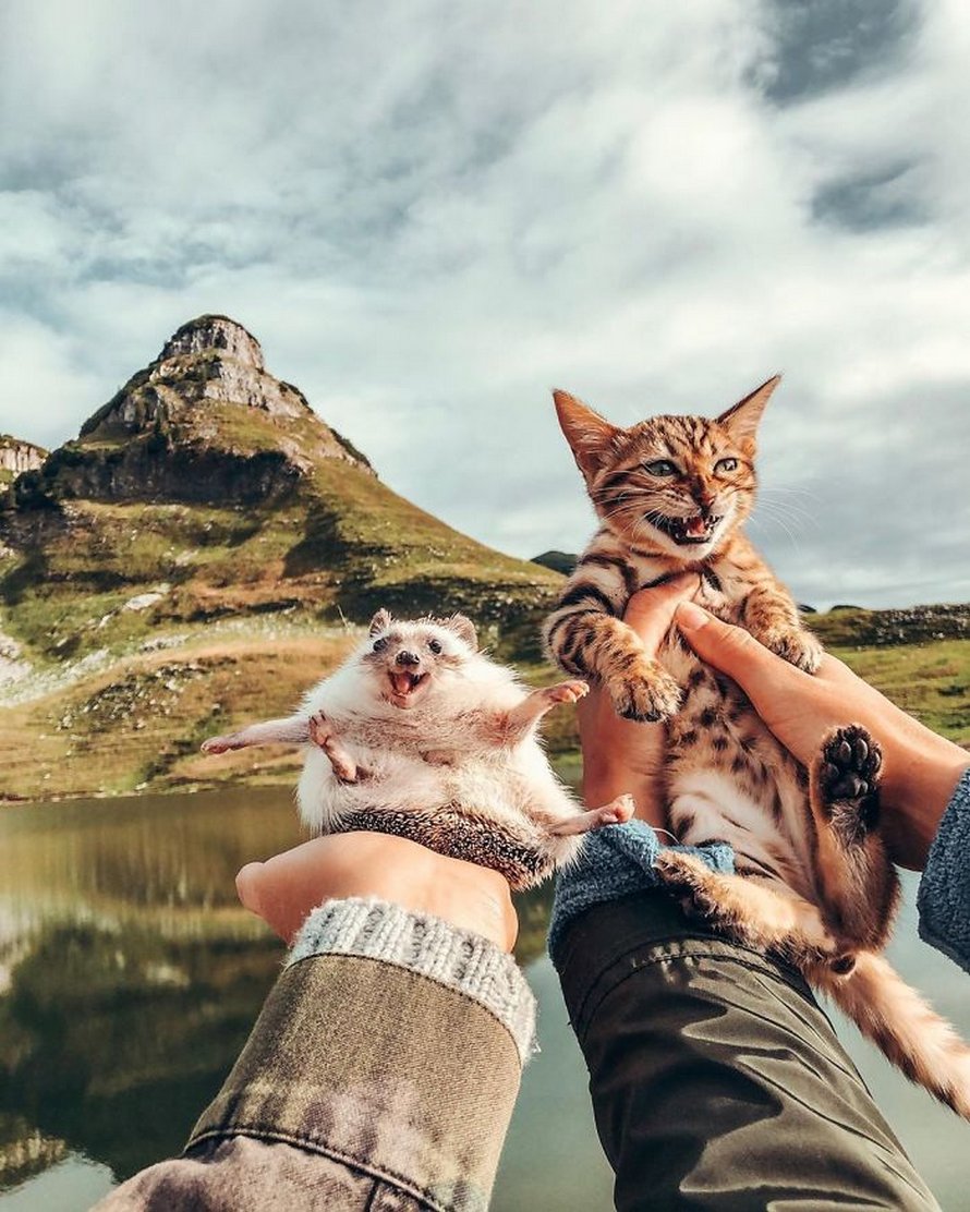 https://www.ipnoze.com/wordpress/wp-content/uploads/2020/04/herisson-chat-bengal-amis-mr-pokee-025.jpg