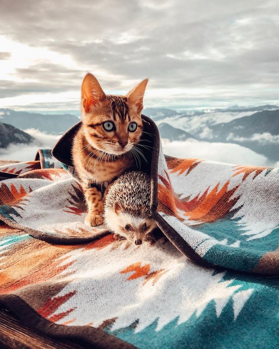 https://www.ipnoze.com/wordpress/wp-content/uploads/2020/04/herisson-chat-bengal-amis-mr-pokee-026.jpg