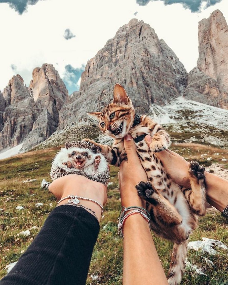 https://www.ipnoze.com/wordpress/wp-content/uploads/2020/04/herisson-chat-bengal-amis-mr-pokee-028.jpg