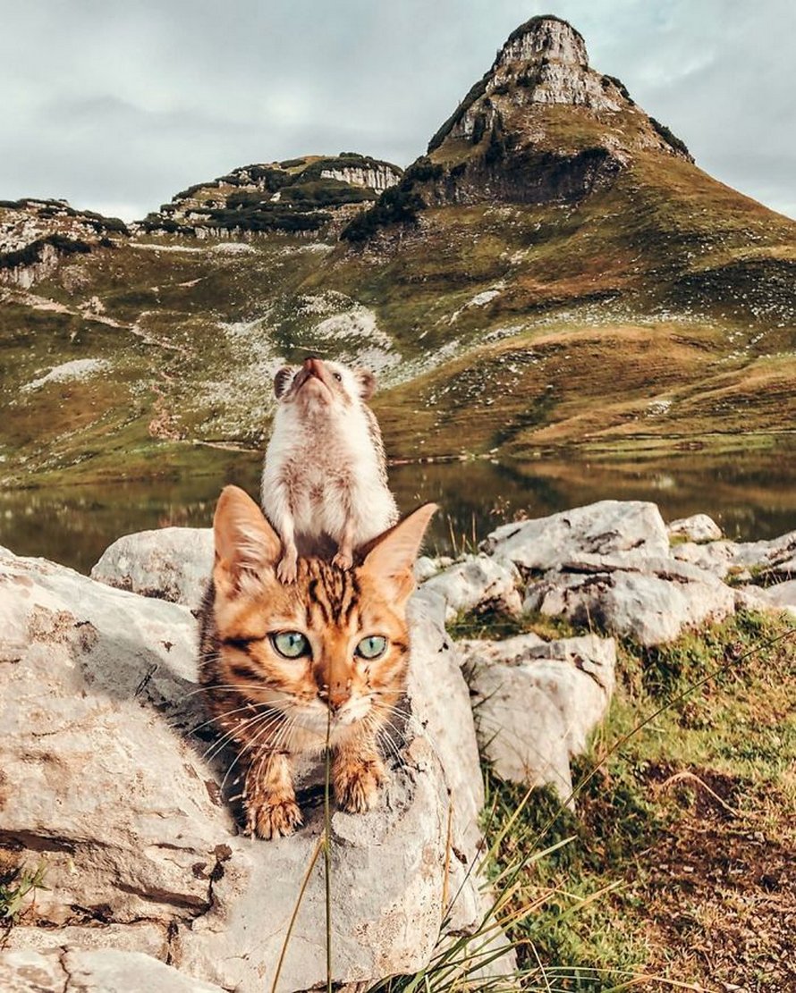 https://www.ipnoze.com/wordpress/wp-content/uploads/2020/04/herisson-chat-bengal-amis-mr-pokee-029.jpg