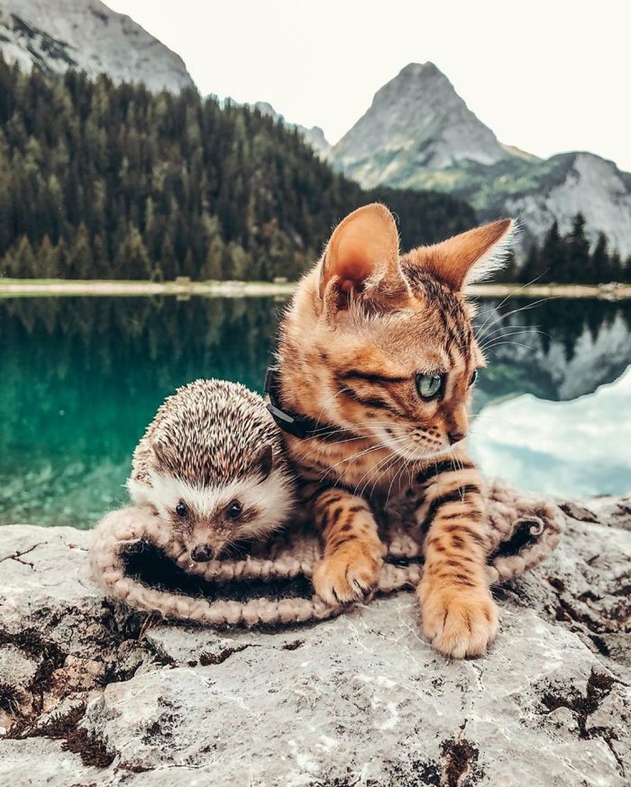 https://www.ipnoze.com/wordpress/wp-content/uploads/2020/04/herisson-chat-bengal-amis-mr-pokee-031.jpg