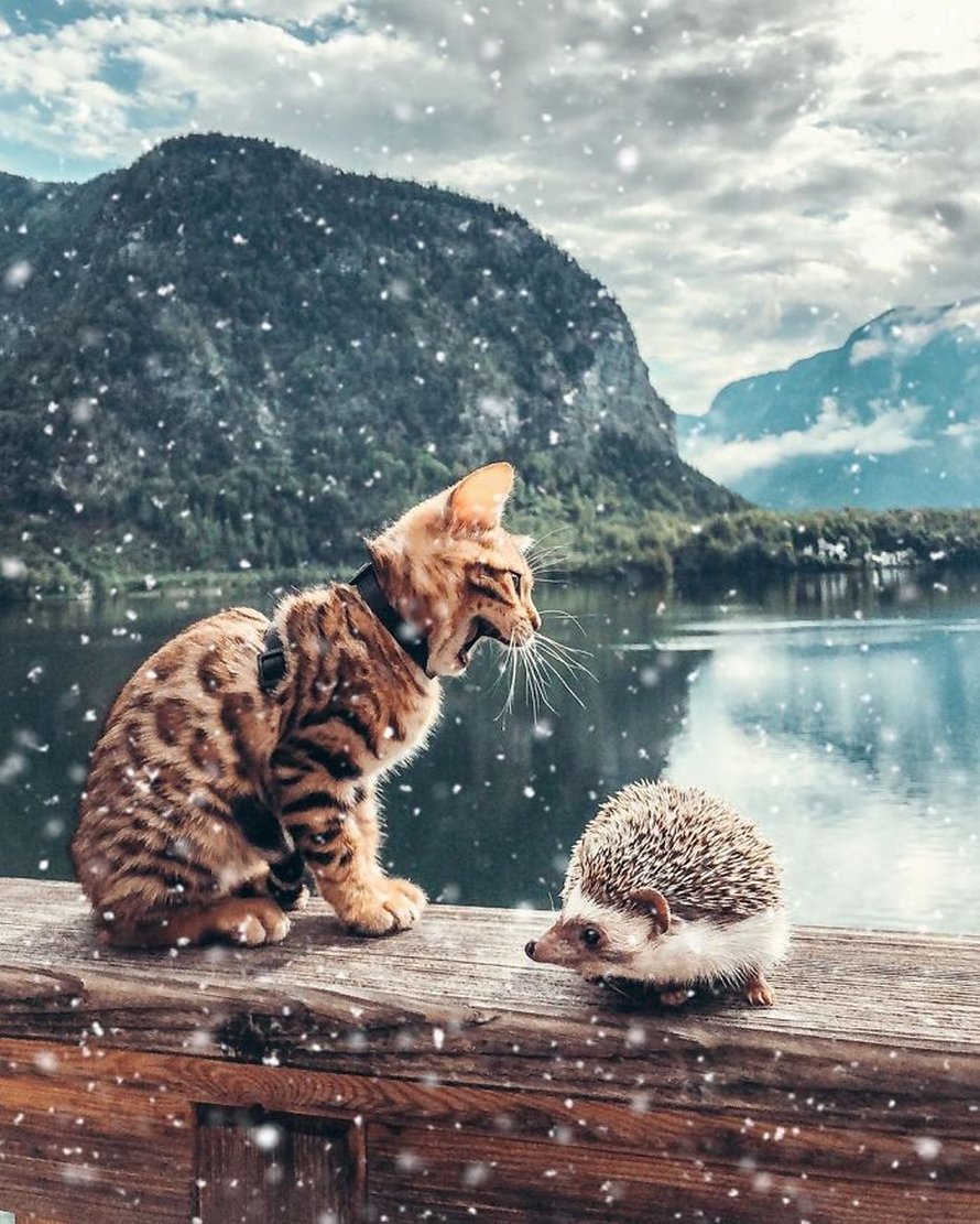 https://www.ipnoze.com/wordpress/wp-content/uploads/2020/04/herisson-chat-bengal-amis-mr-pokee-032.jpg