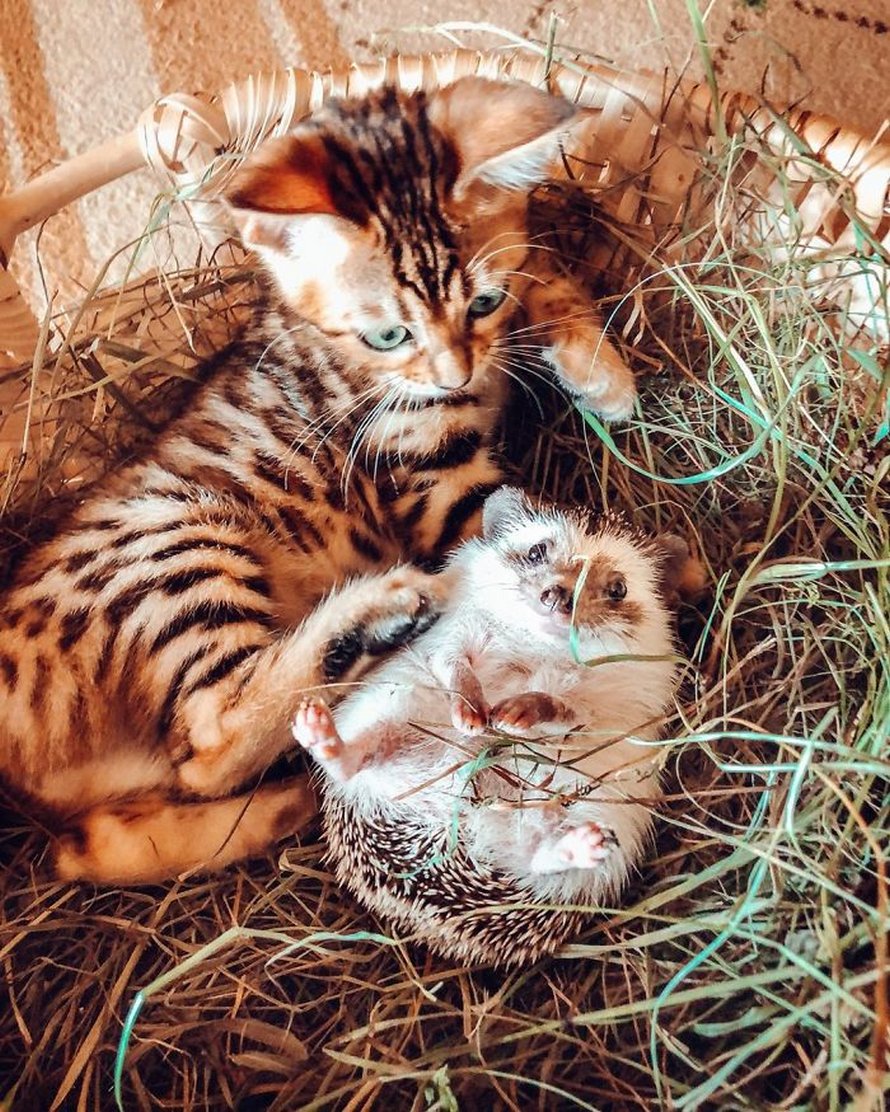 https://www.ipnoze.com/wordpress/wp-content/uploads/2020/04/herisson-chat-bengal-amis-mr-pokee-033.jpg