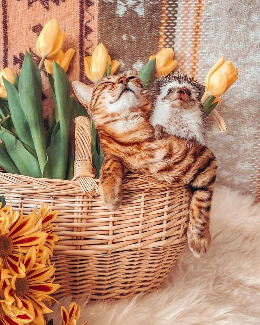 https://www.ipnoze.com/wordpress/wp-content/uploads/2020/04/herisson-chat-bengal-amis-mr-pokee-034.jpg
