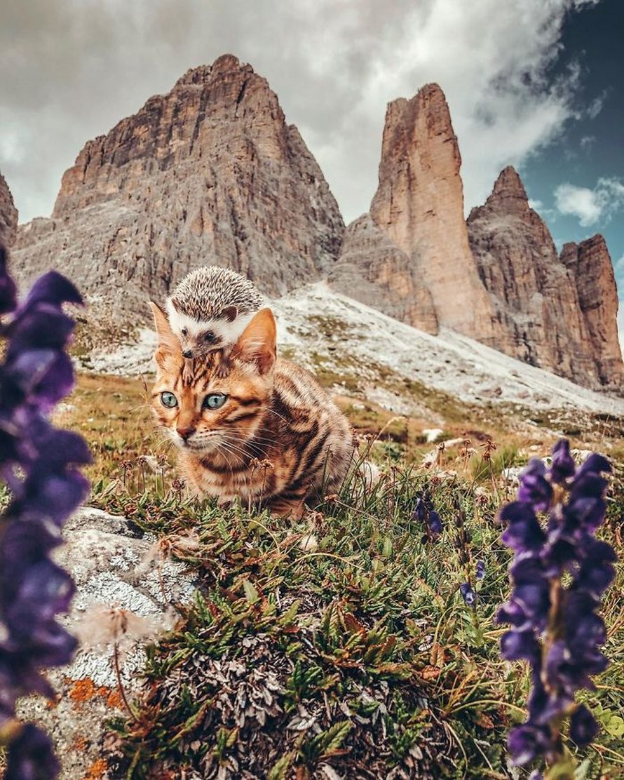 https://www.ipnoze.com/wordpress/wp-content/uploads/2020/04/herisson-chat-bengal-amis-mr-pokee-035.jpg
