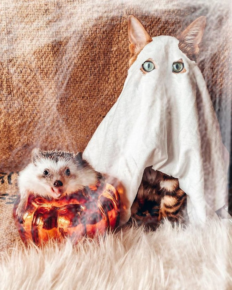https://www.ipnoze.com/wordpress/wp-content/uploads/2020/04/herisson-chat-bengal-amis-mr-pokee-036.jpg