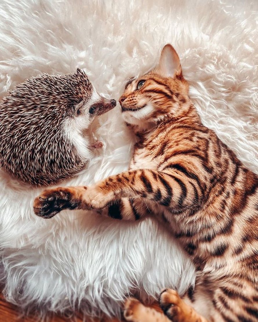 https://www.ipnoze.com/wordpress/wp-content/uploads/2020/04/herisson-chat-bengal-amis-mr-pokee-037.jpg