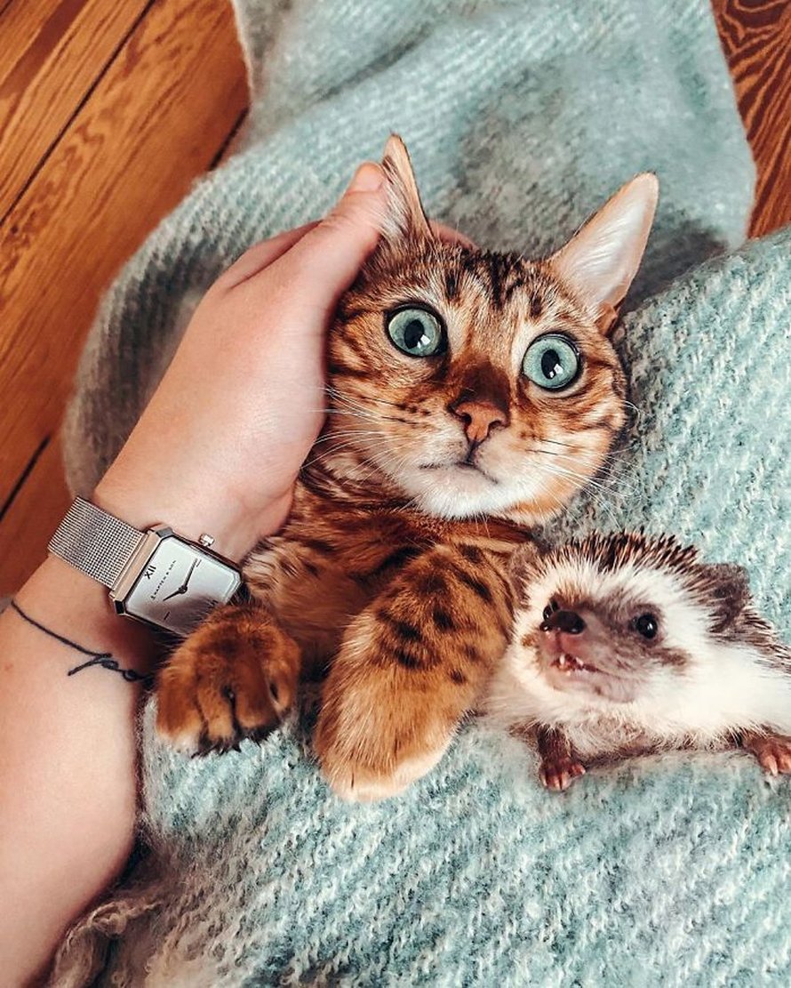 https://www.ipnoze.com/wordpress/wp-content/uploads/2020/04/herisson-chat-bengal-amis-mr-pokee-038.jpg