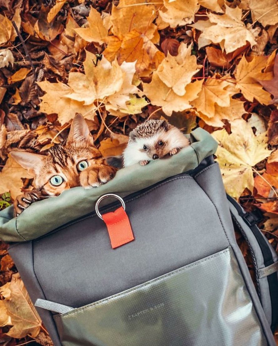 https://www.ipnoze.com/wordpress/wp-content/uploads/2020/04/herisson-chat-bengal-amis-mr-pokee-039.jpg