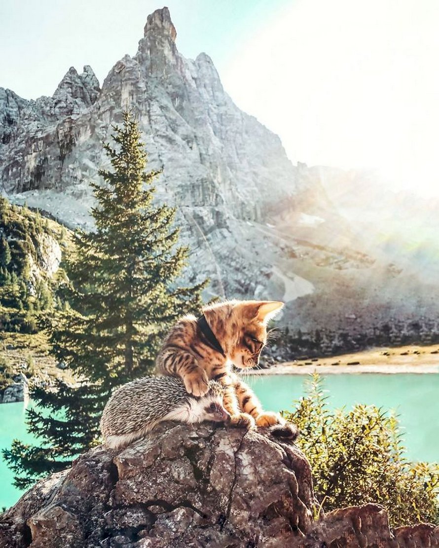 https://www.ipnoze.com/wordpress/wp-content/uploads/2020/04/herisson-chat-bengal-amis-mr-pokee-040.jpg