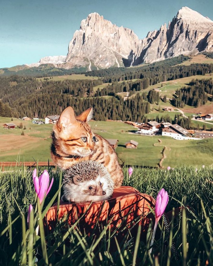 https://www.ipnoze.com/wordpress/wp-content/uploads/2020/04/herisson-chat-bengal-amis-mr-pokee-041.jpg