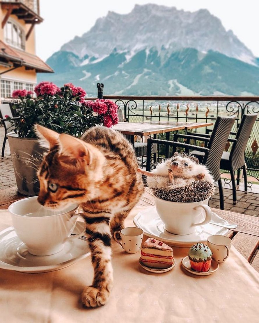 https://www.ipnoze.com/wordpress/wp-content/uploads/2020/04/herisson-chat-bengal-amis-mr-pokee-042.jpg