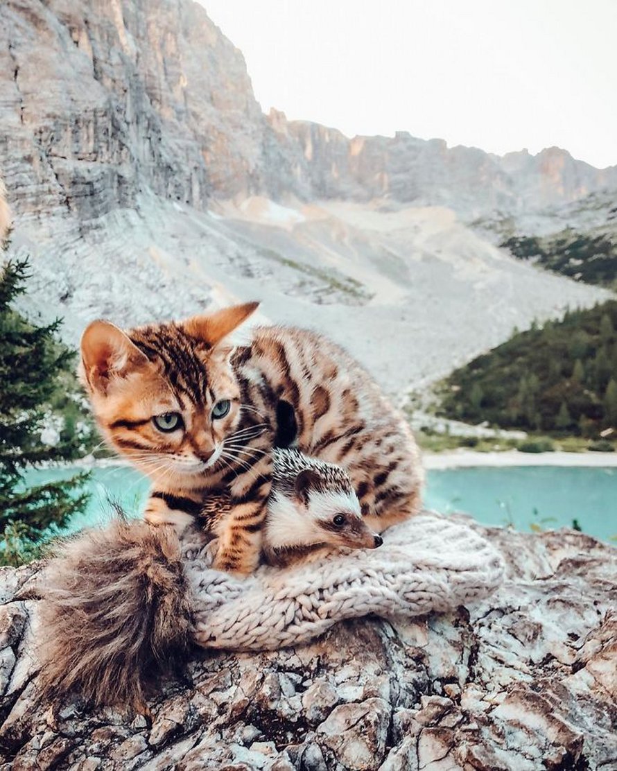https://www.ipnoze.com/wordpress/wp-content/uploads/2020/04/herisson-chat-bengal-amis-mr-pokee-043.jpg