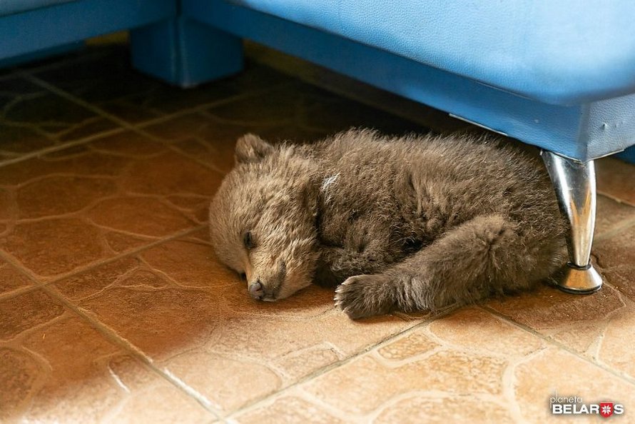 Un ourson perdu arrive dans une ferme et les autorités suggèrent de l’euthanasier, mais cet homme décide de l’élever