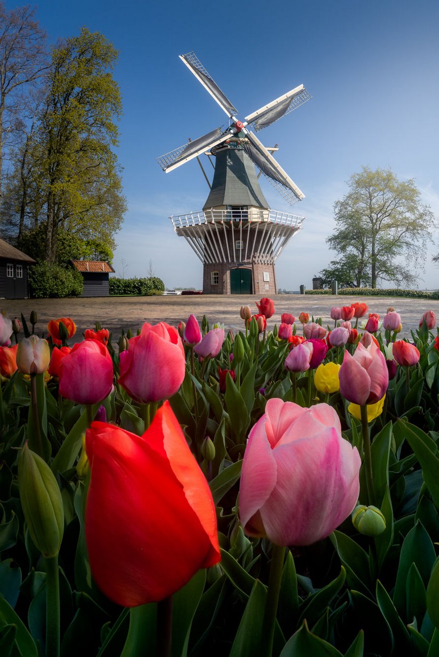 Le plus beau jardin de fleurs du monde n’a pas de visiteurs pour la première fois en 71 ans et voici 31 photos à couper le souffle