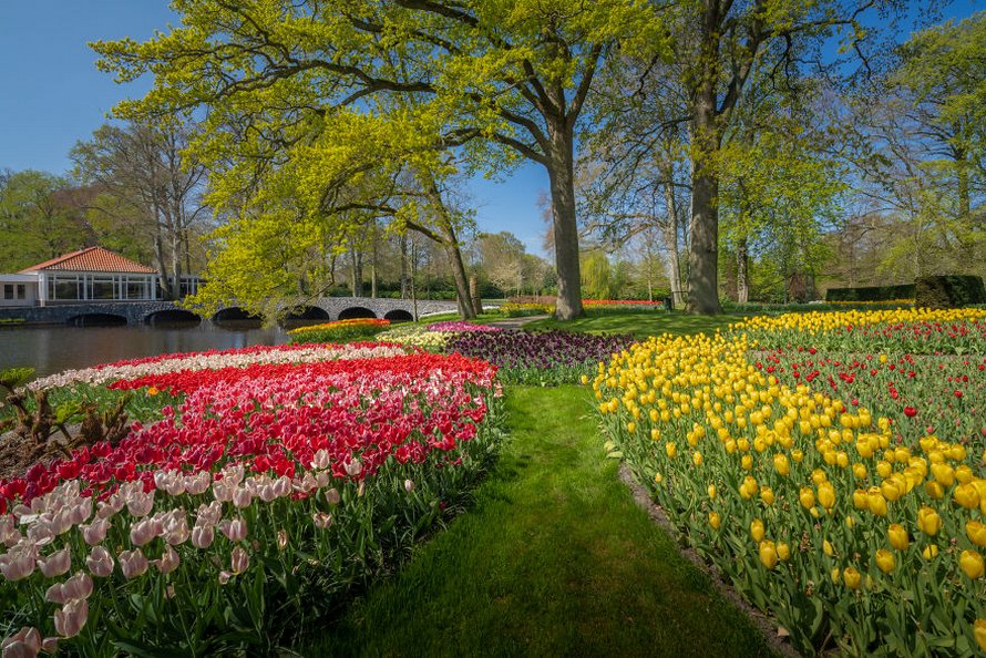 Le plus beau jardin de fleurs du monde n’a pas de visiteurs pour la première fois en 71 ans et voici 31 photos à couper le souffle