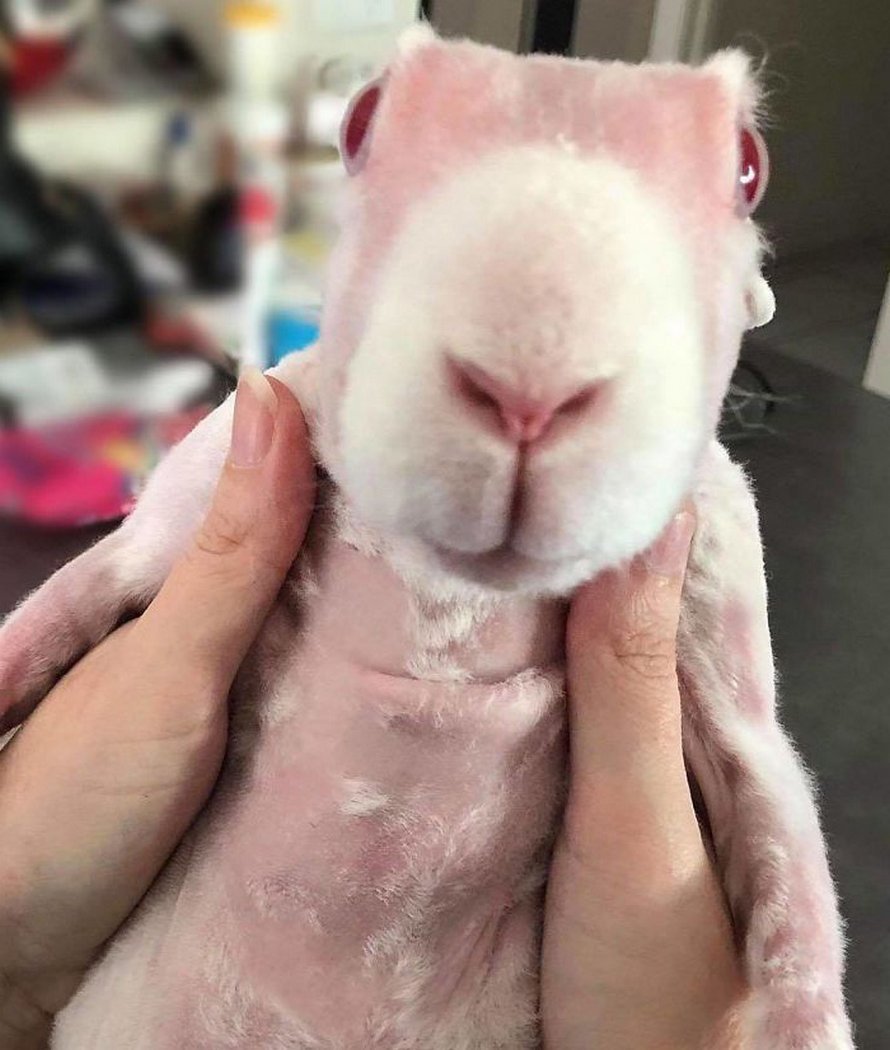 Un Lapin Sans Poils Sauve De L Euthanasie Devient Une Vedette Et Voici Les Plus Belles Photos De Lui Ipnoze