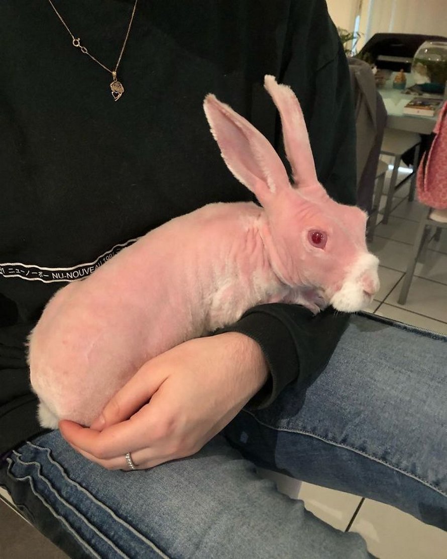 Un Lapin Sans Poils Sauve De L Euthanasie Devient Une Vedette Et Voici Les Plus Belles Photos De Lui Ipnoze