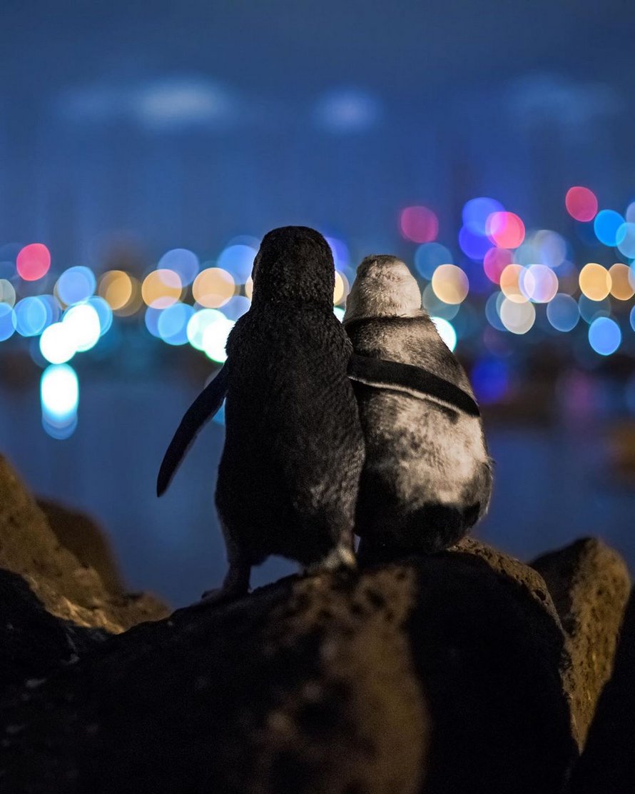 Un photographe prend un cliché de deux manchots veufs qui regardent l’horizon de Melbourne ensemble