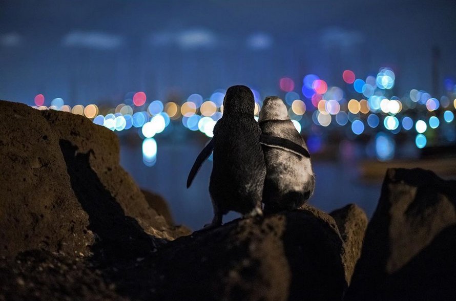 Un photographe prend un cliché de deux manchots veufs qui regardent l’horizon de Melbourne ensemble