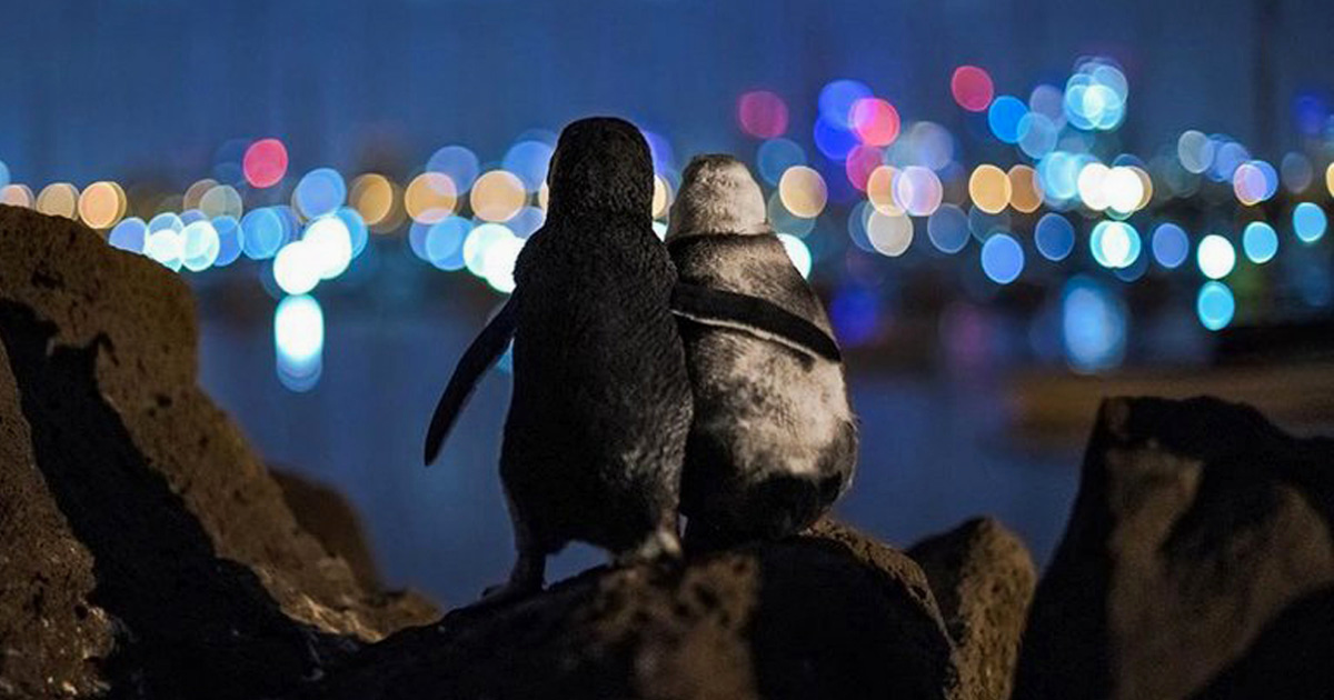 Un photographe prend un cliché de deux manchots veufs qui regardent l’horizon de Melbourne ensemble
