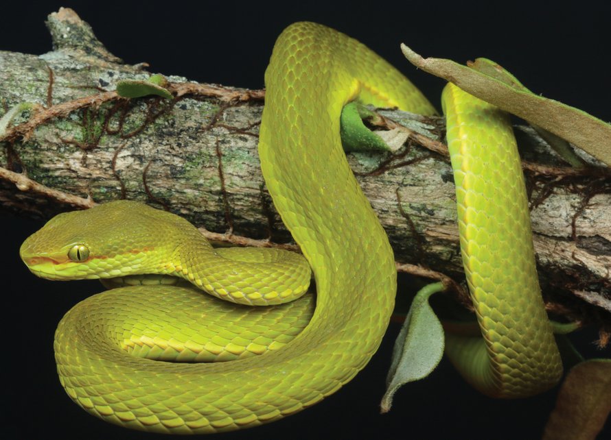 Des scientifiques découvrent un nouveau serpent et lui donnent le nom de Salazar Serpentard de