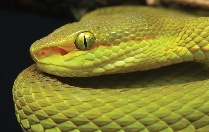 Des scientifiques découvrent un nouveau serpent et lui donnent le nom de Salazar Serpentard de Harry Potter