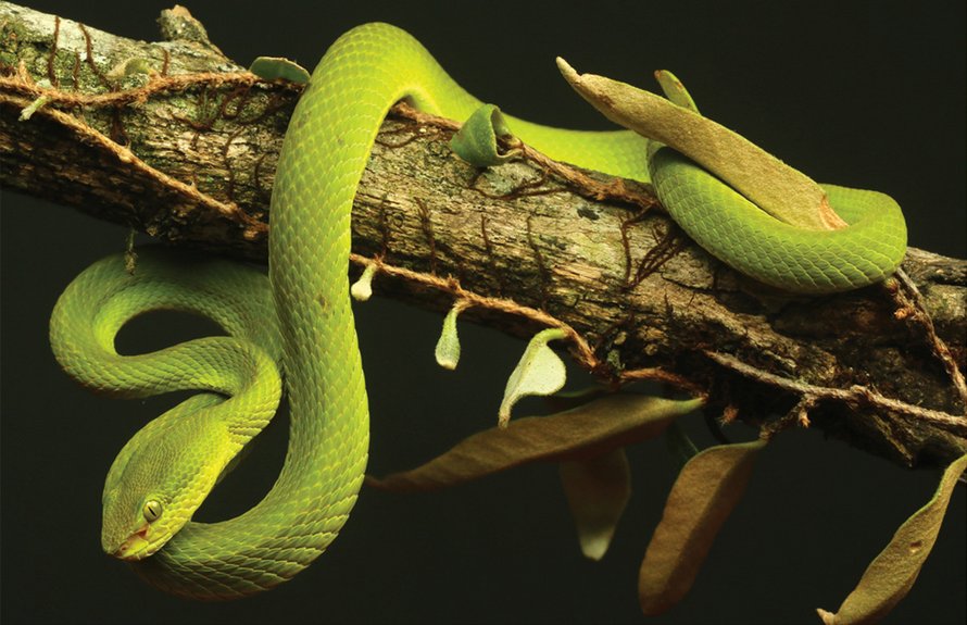 Des scientifiques découvrent un nouveau serpent et lui donnent le nom de Salazar Serpentard de Harry Potter