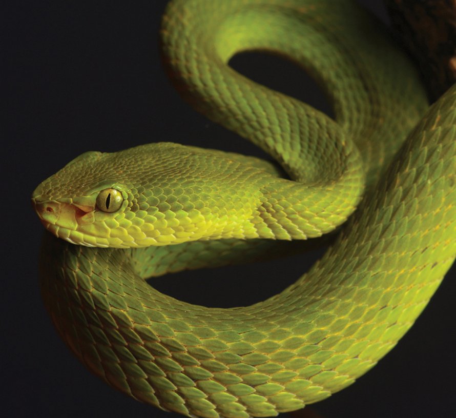 Des scientifiques découvrent un nouveau serpent et lui donnent le nom de Salazar Serpentard de Harry Potter