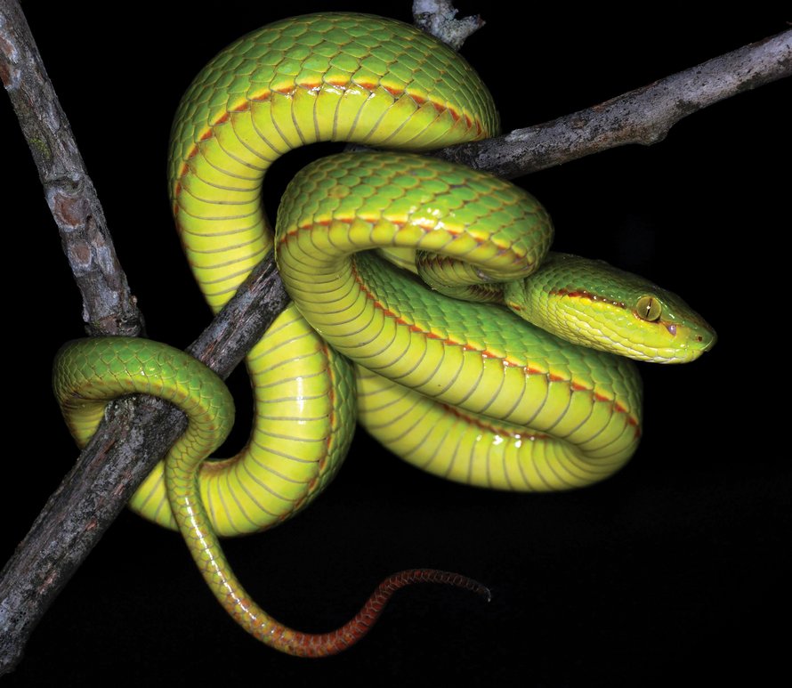 Des scientifiques découvrent un nouveau serpent et lui donnent le nom de Salazar Serpentard de Harry Potter