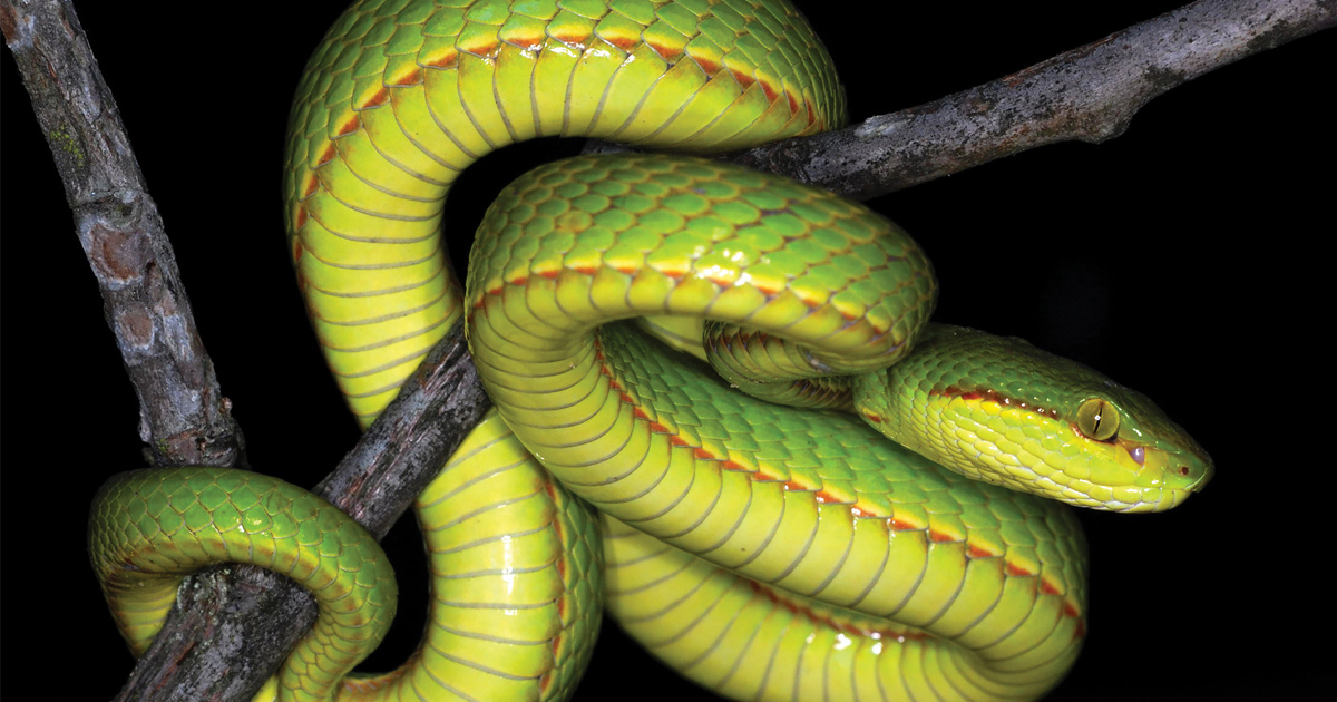 Des scientifiques découvrent un nouveau serpent et lui donnent le nom de Salazar Serpentard de Harry Potter