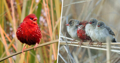 Cet oiseau qui ressemble à une fraise est un bengali rouge et ces 31 photos montrent à quel point il est sublime