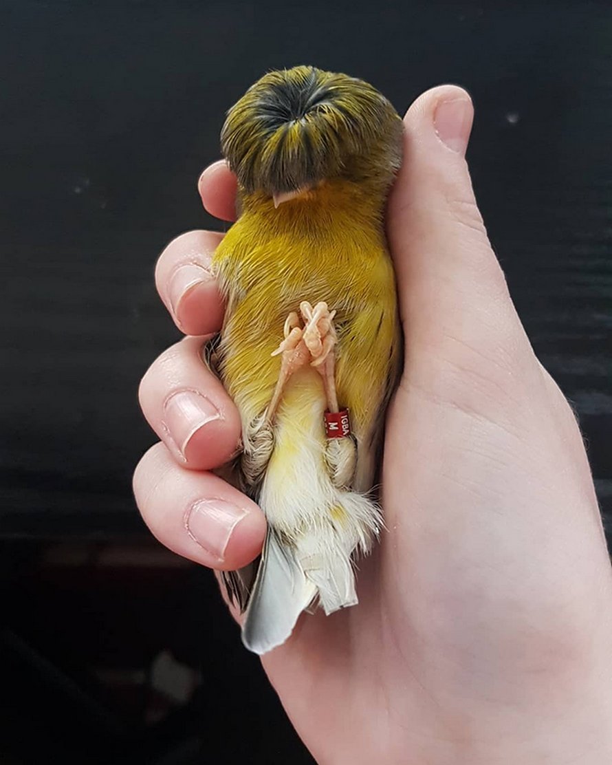 Ce canari est un oiseau avec une coupe au bol qui a conquis le coeur des internautes grâce à ces