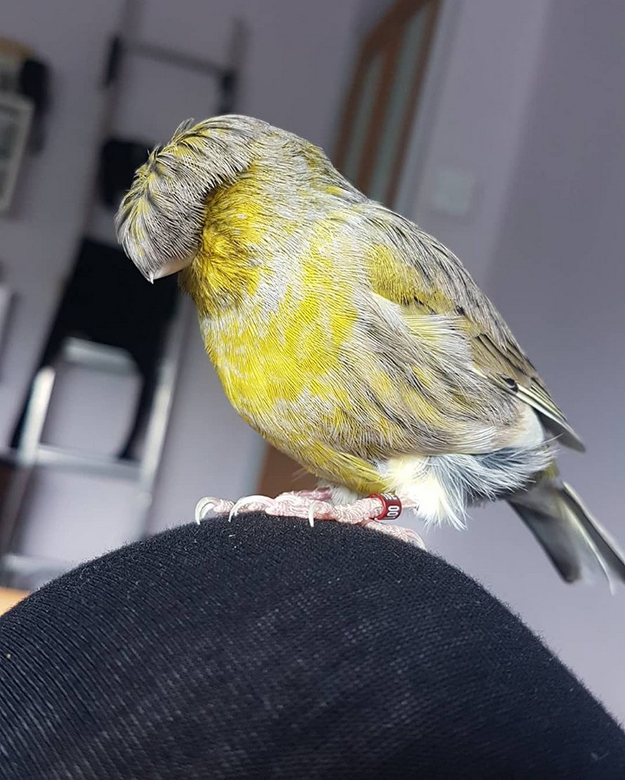 Ce canari est un oiseau avec une coupe au bol qui a conquis le coeur des internautes grâce à ces