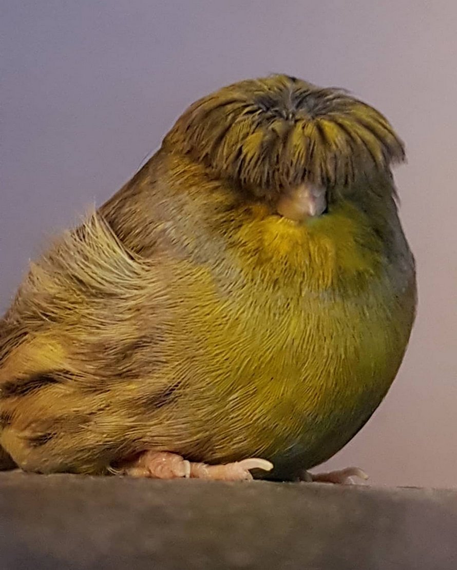 Ce canari est un oiseau avec une coupe au bol qui a conquis le coeur des internautes grâce à ces